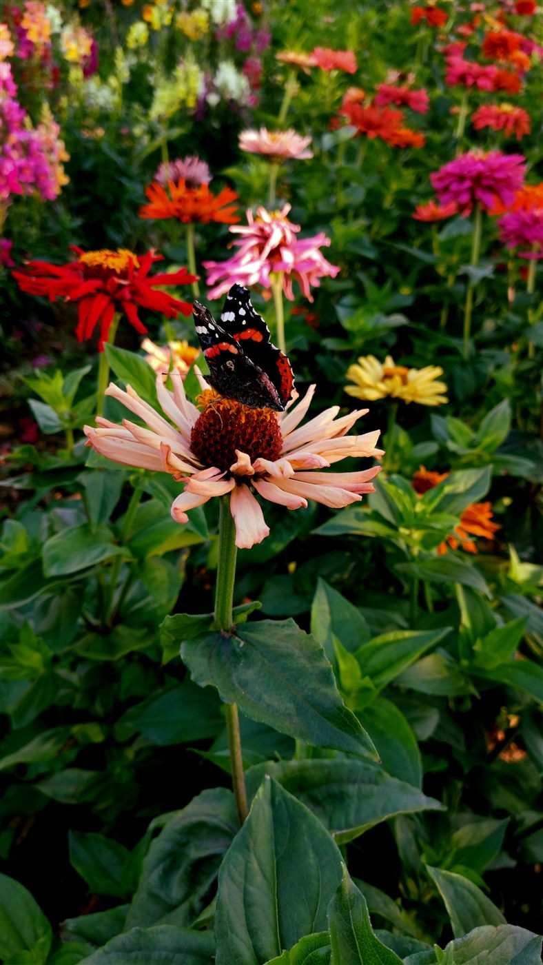 Fjäril bland blommorna i odlingen