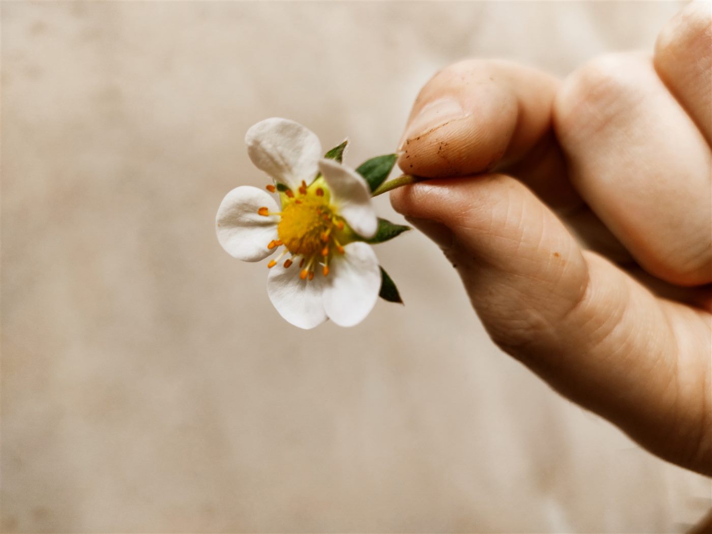 En jordig hand håller varsamt en jordgubbsblomma