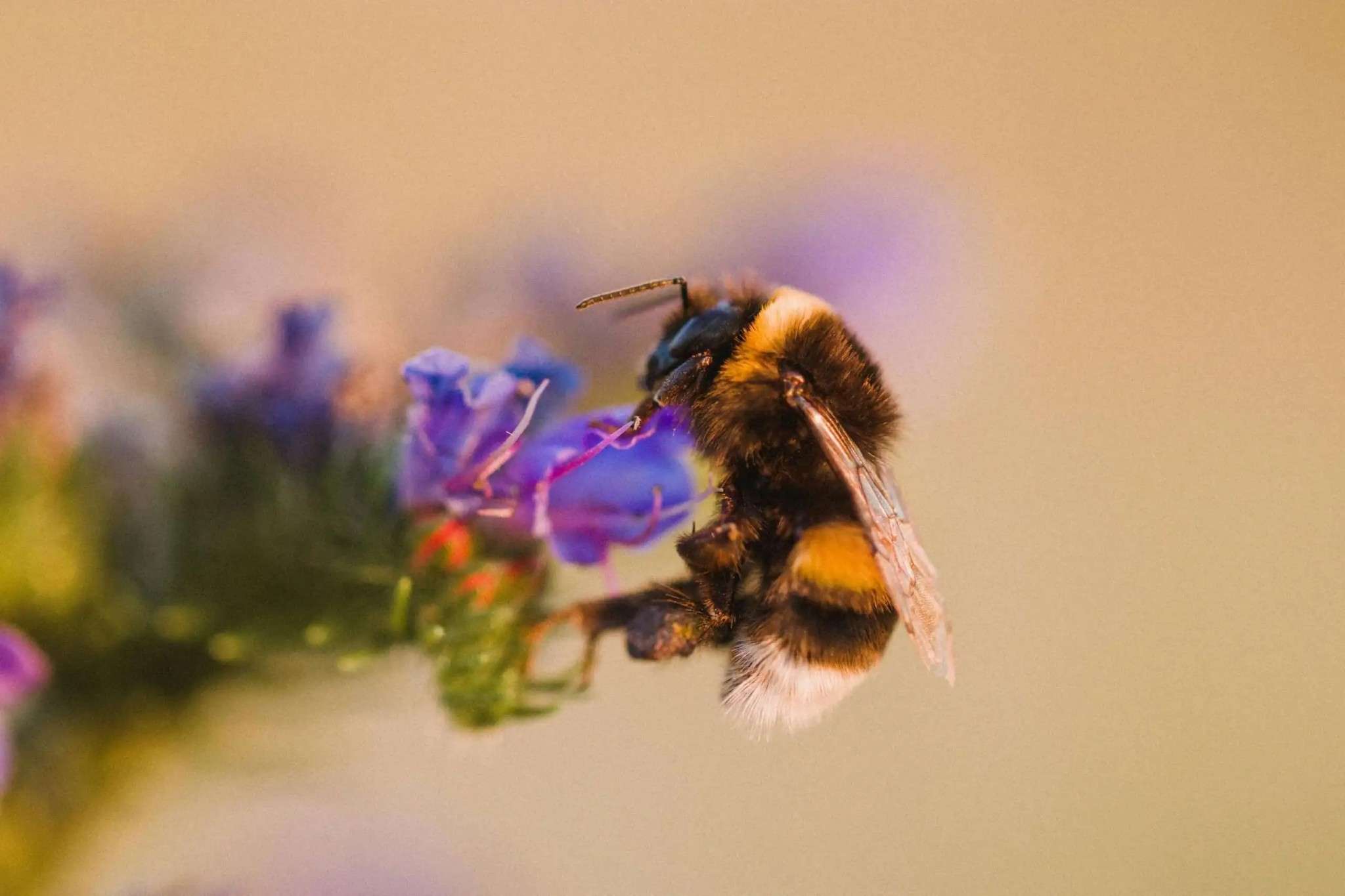 Humla på en blomma i sommarljus