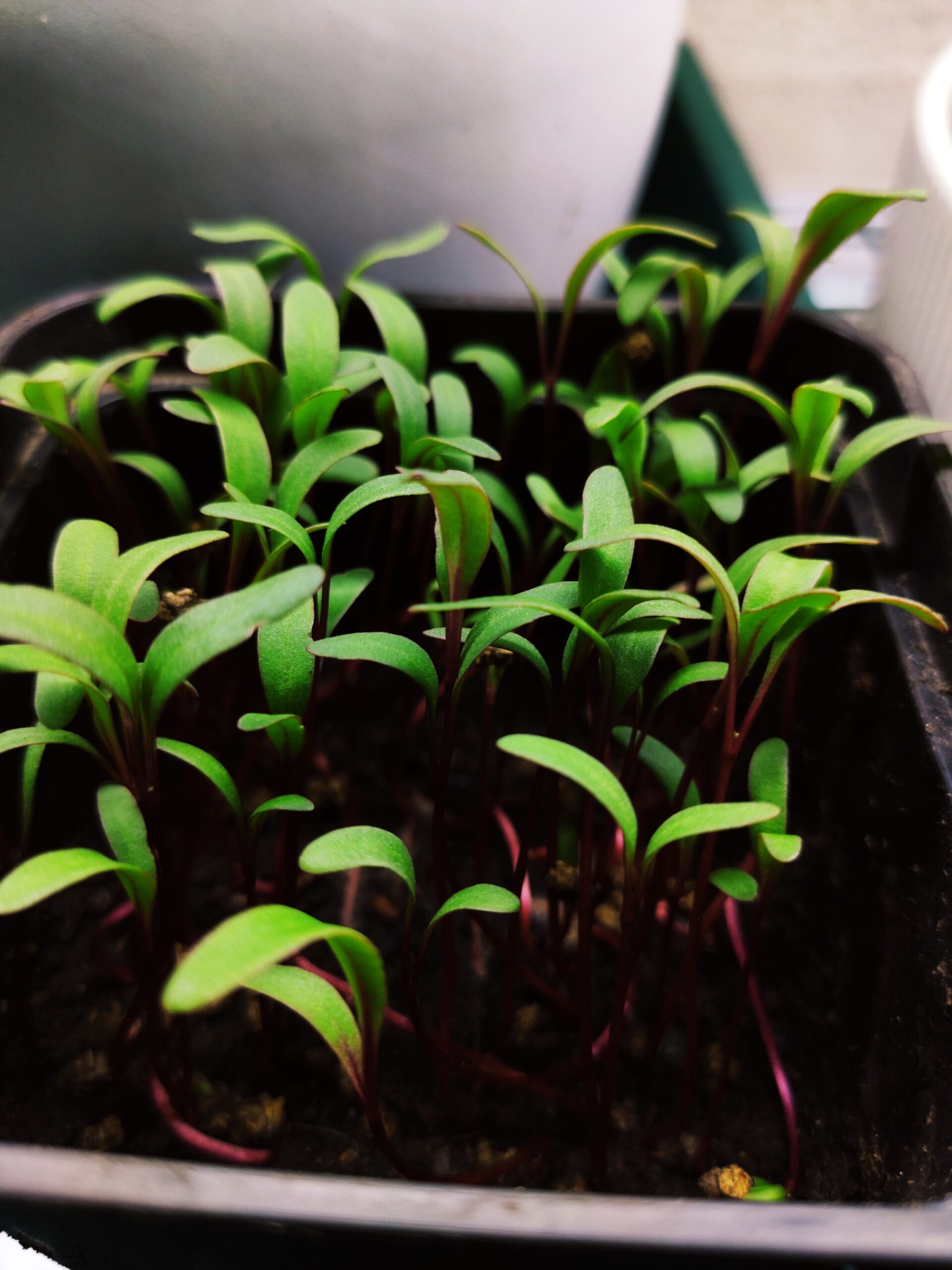 Plantor