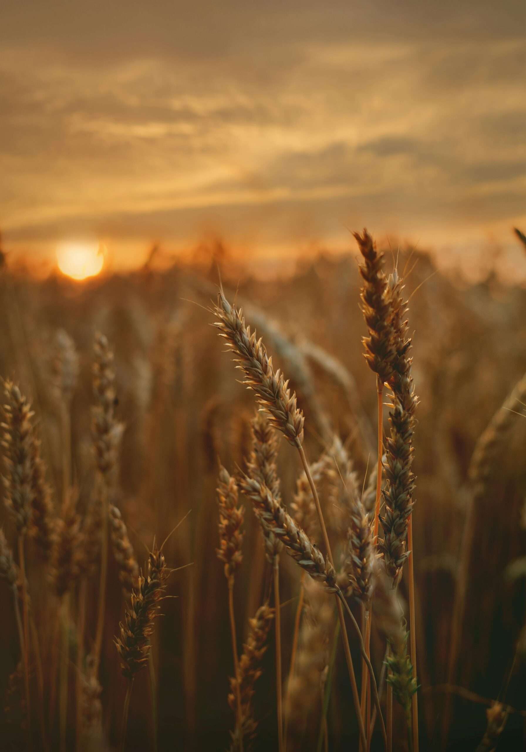 Vetefält i solnedgång